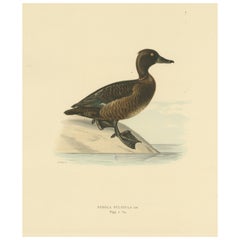 Vintage Quietude by the Shore: Female Tufted Duck by Magnus von Wright, 1929