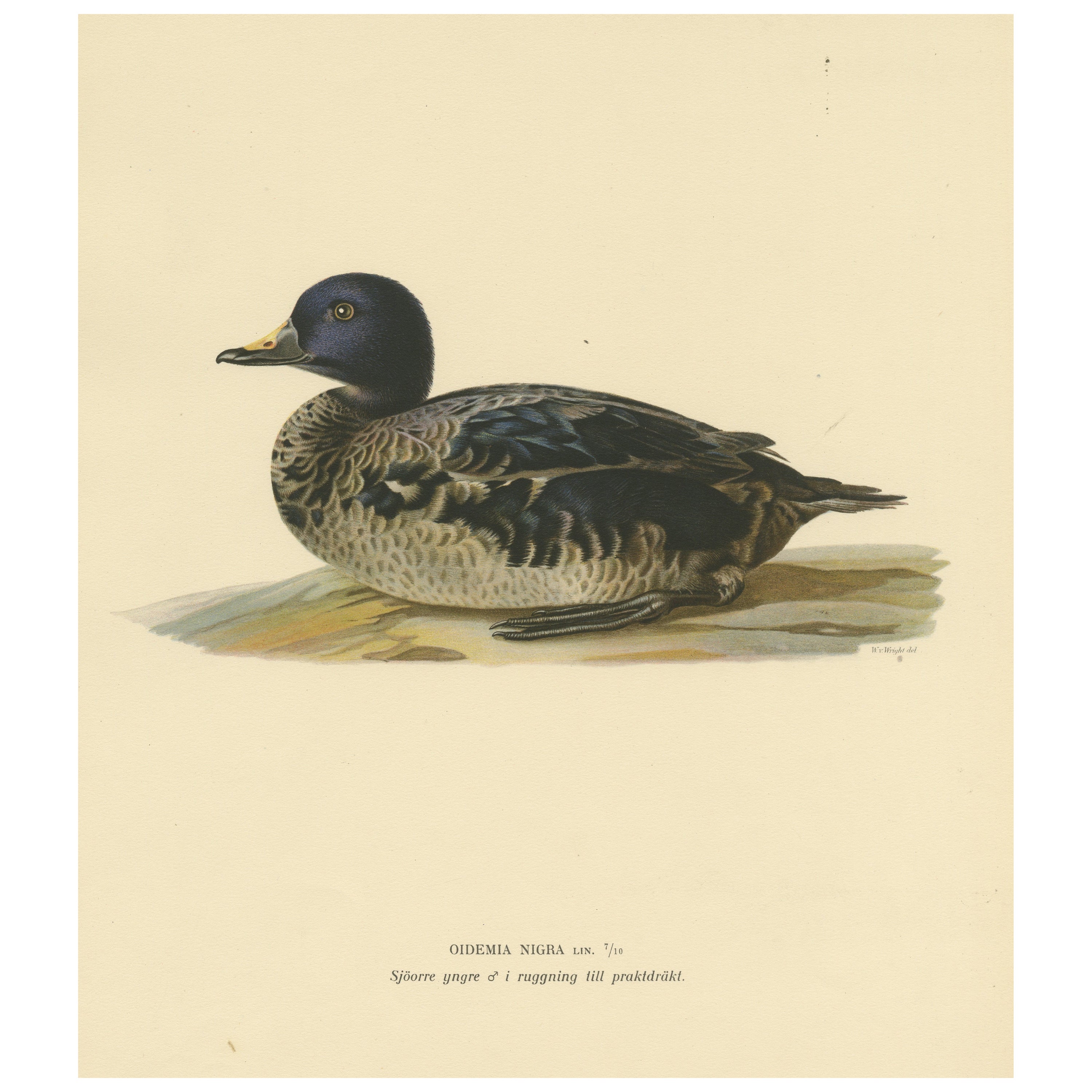 Solitary Serenity: A Juvenile Black Scoter Bird Print by Magnus von Wright, 1929 For Sale