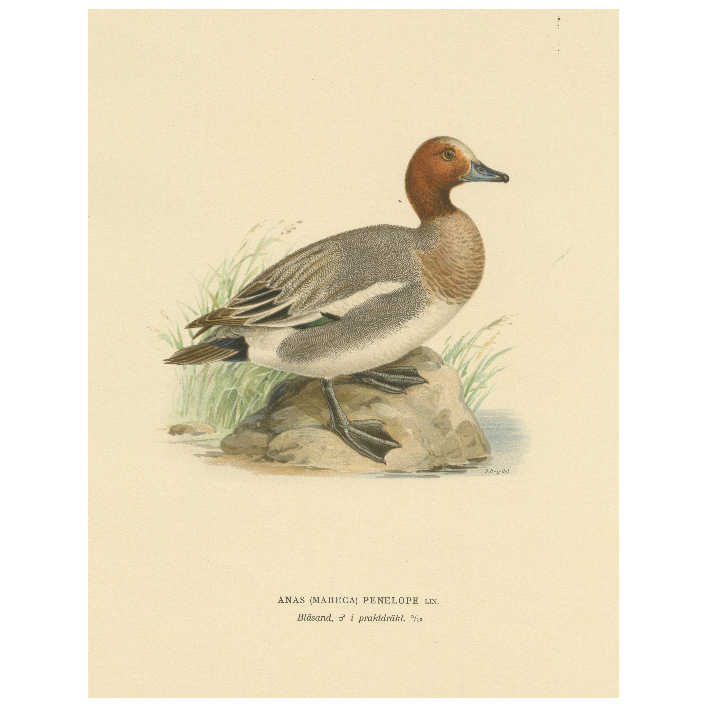 Rustic Grace: A Vintage Print of The Eurasian Wigeon by Magnus von Wright, 1929 For Sale
