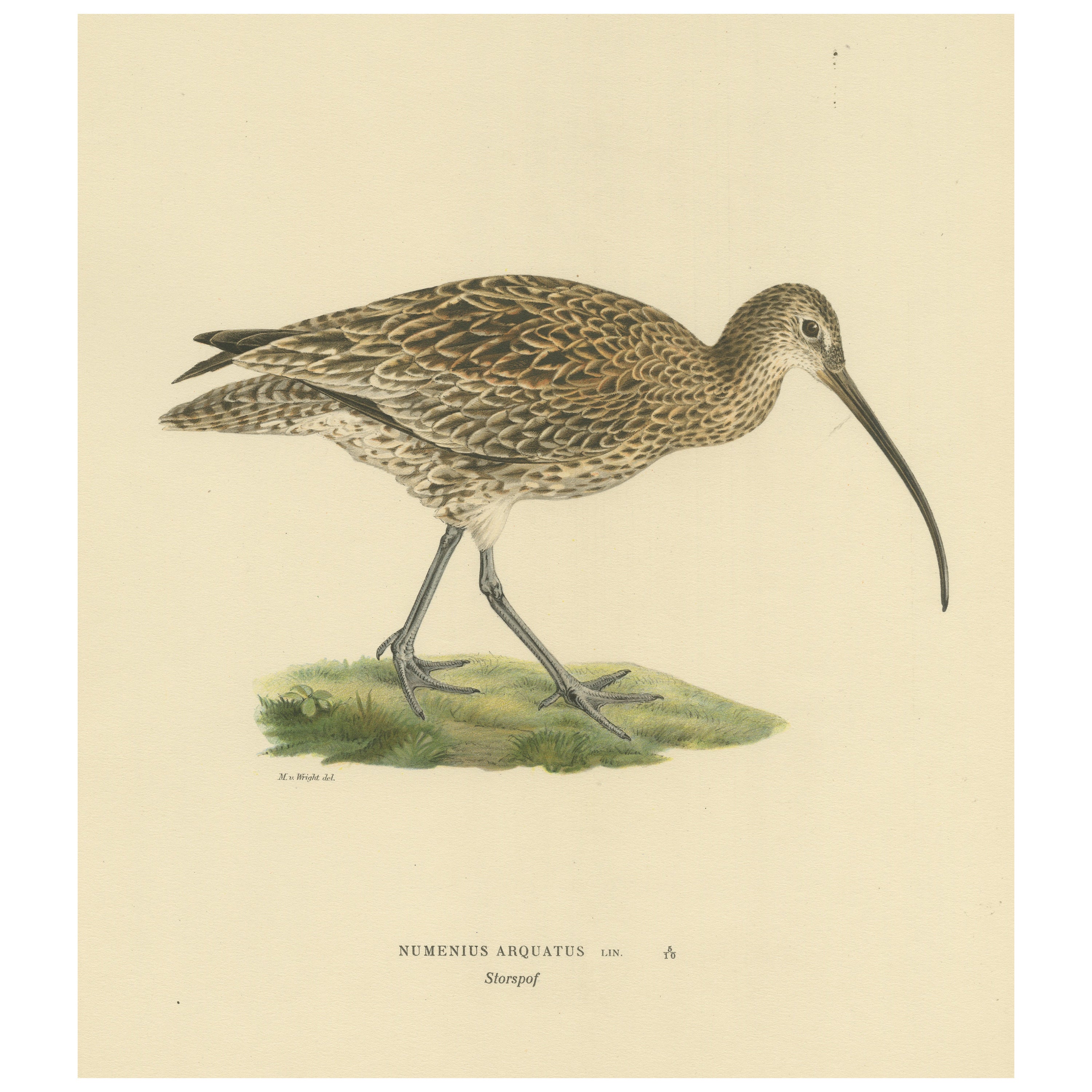 Graceful Forager: The Eurasian Whimbrel by Magnus von Wright, 1929 For Sale