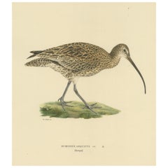 Vintage Graceful Forager: The Eurasian Whimbrel by Magnus von Wright, 1929