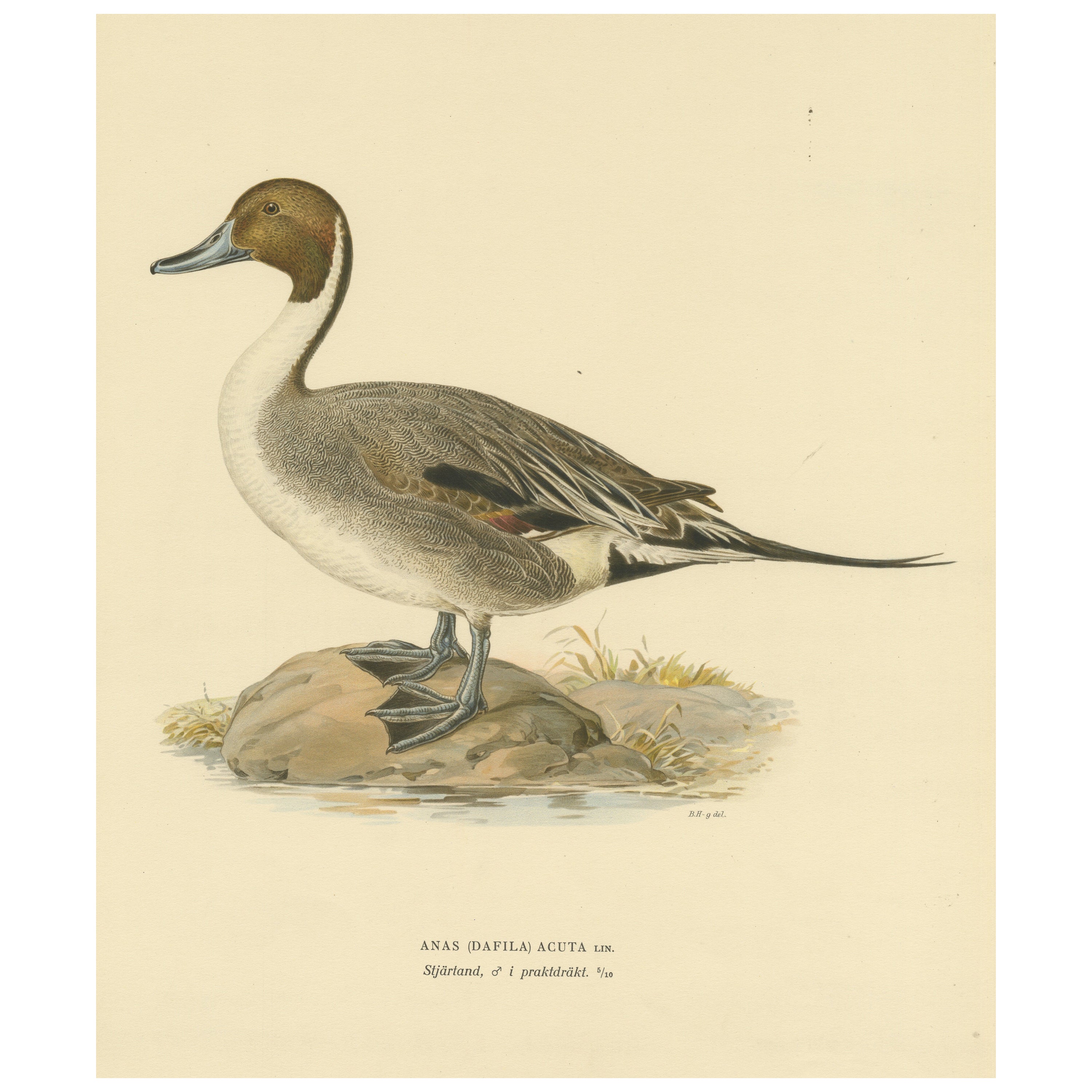 Sleek Elegance: The Northern Pintail by Magnus von Wright, Published in 1929 For Sale