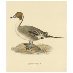 Schlichte Eleganz: The Northern Pintail (Die Spießente) von Magnus von Wright, veröffentlicht 1929