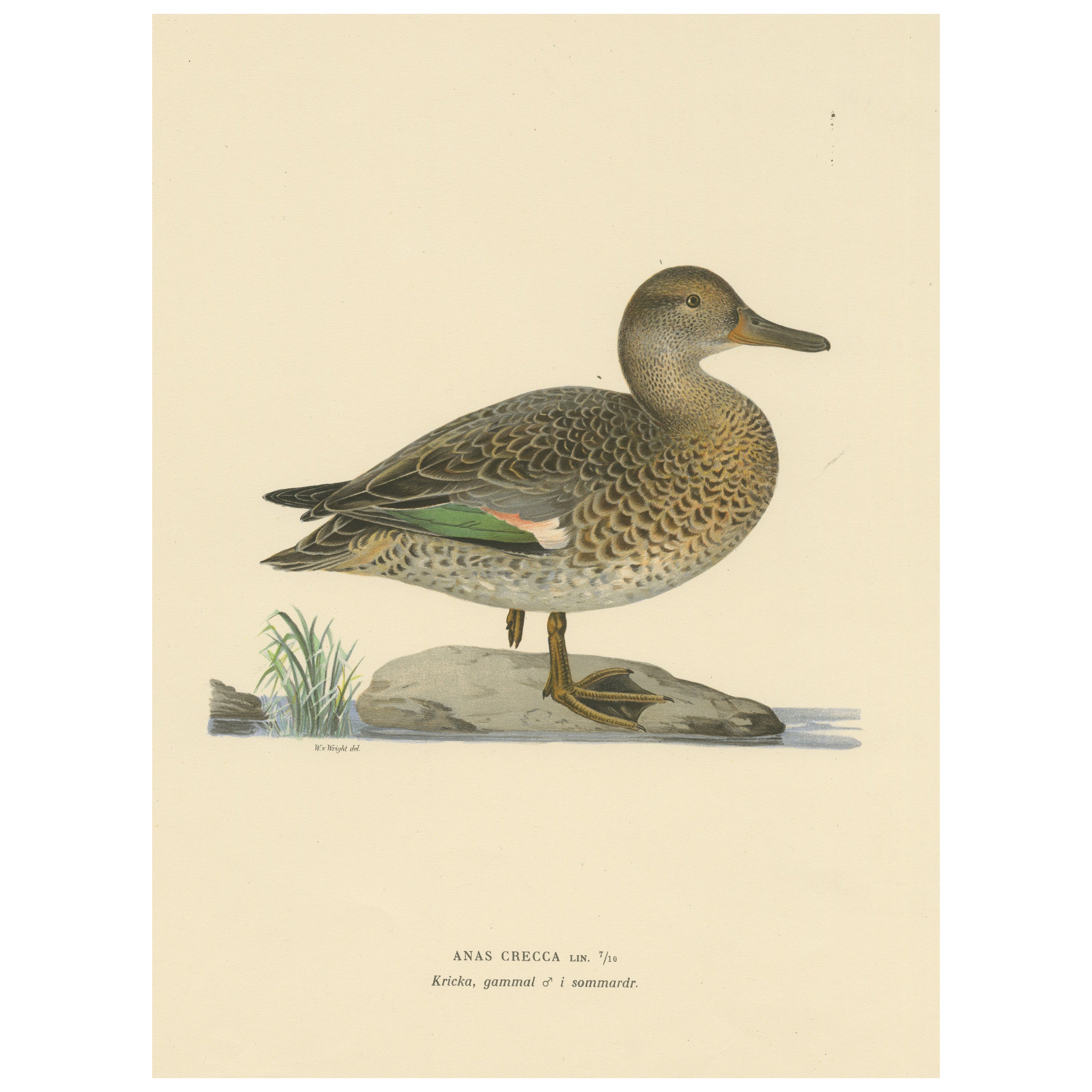Whistles on the Wing: The European Teal by Magnus von Wright, 1929 For Sale