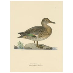Whistles on the Wing: The European Teal by Magnus von Wright, 1929