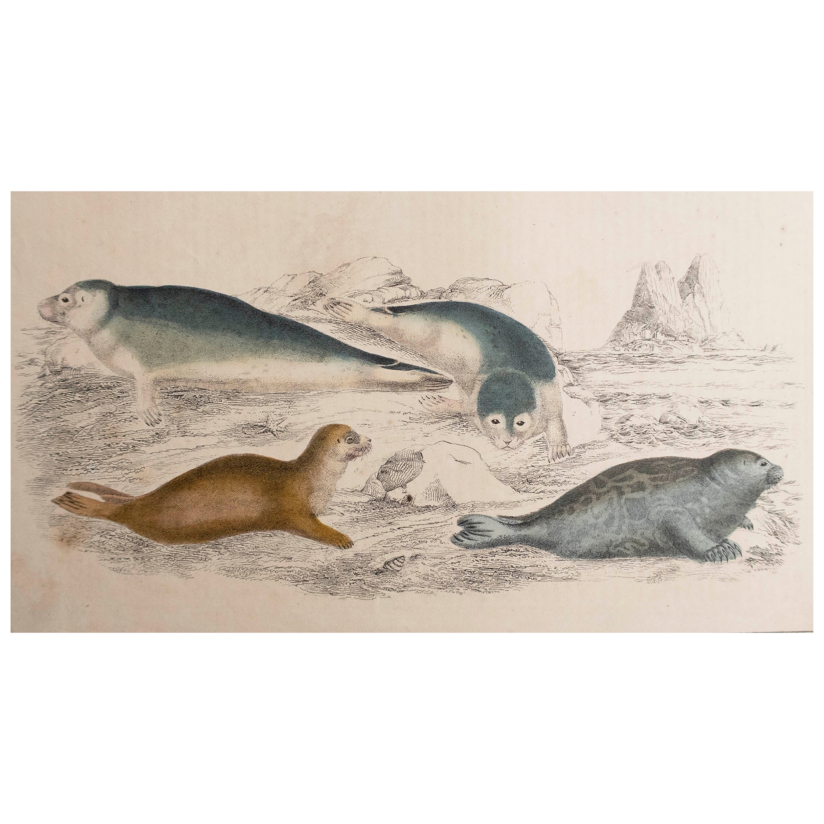 Original Antique Print of Seals, 1847 'Unframed' For Sale