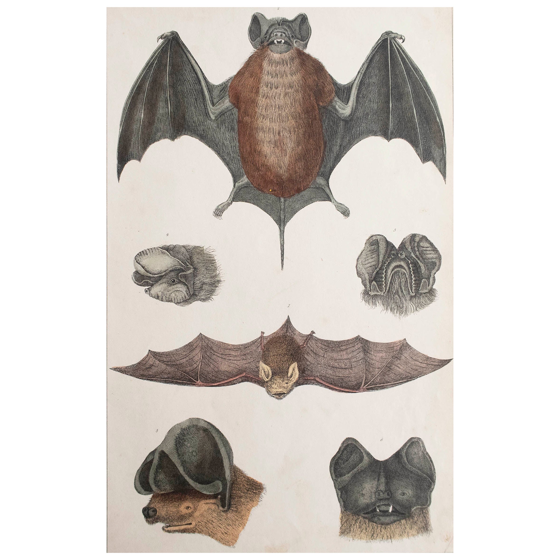 Original Antiker Originaldruck einer Fledermaus, 1847, ungerahmt im Angebot