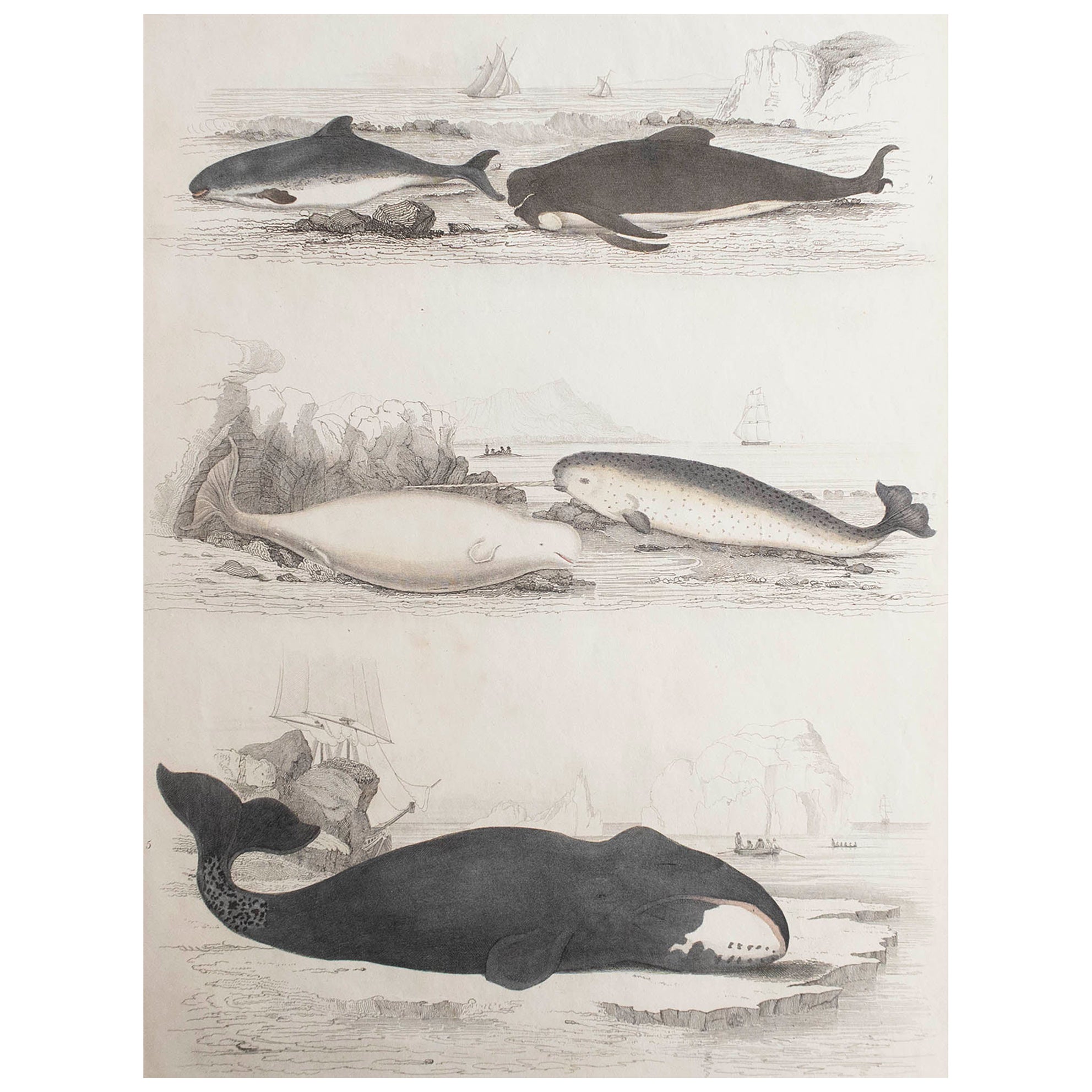 Grande estampe ancienne d'histoire naturelle, baleines et dauphins, vers 1835 en vente