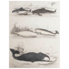 Grande estampe ancienne d'histoire naturelle, baleines et dauphins, vers 1835