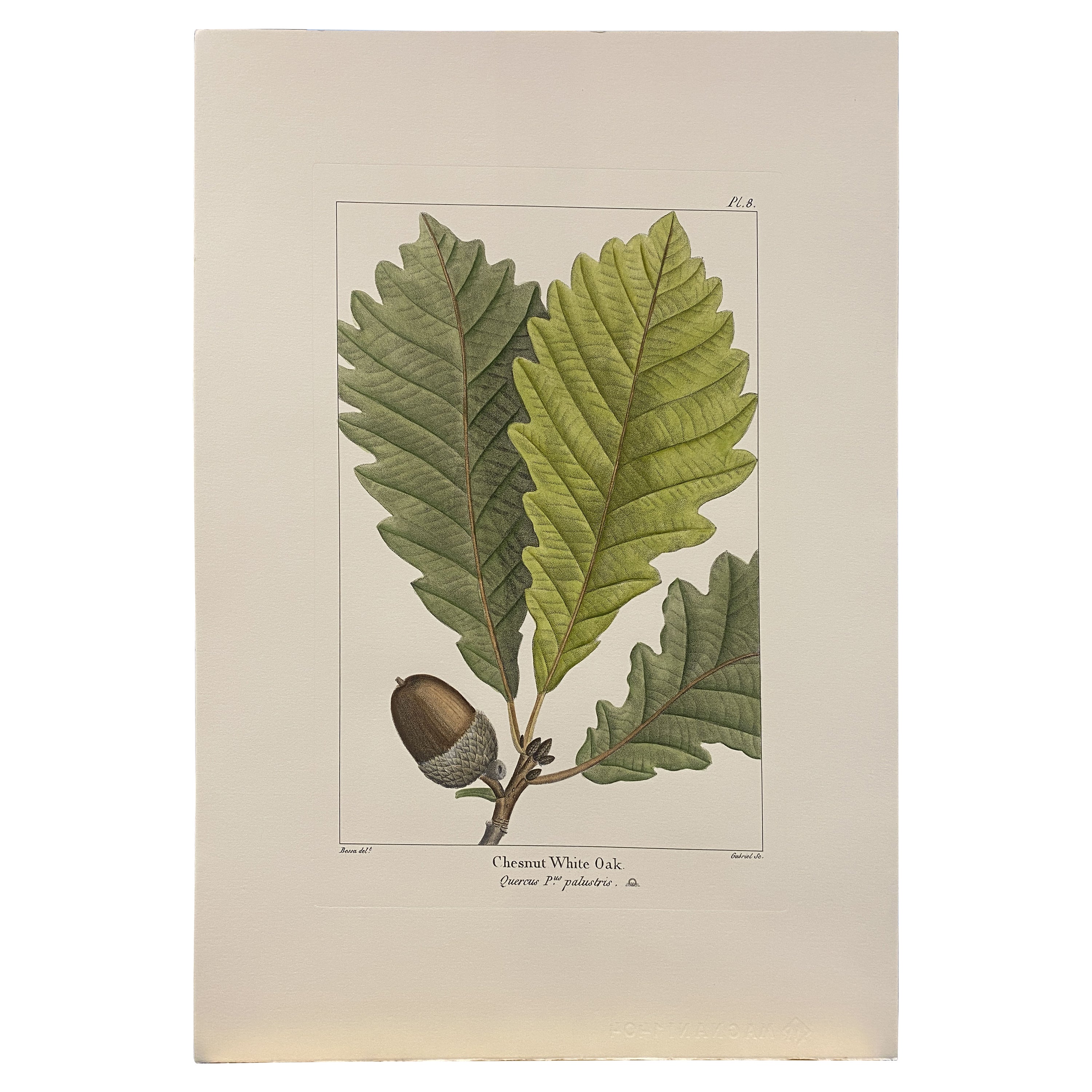 Italian Contemporary Hand Painted Botanical Print "Chesnut White Oak" 1 of 4 For Sale