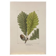 Italian Contemporary Hand Painted Botanical Print "Chesnut White Oak" 1 of 4