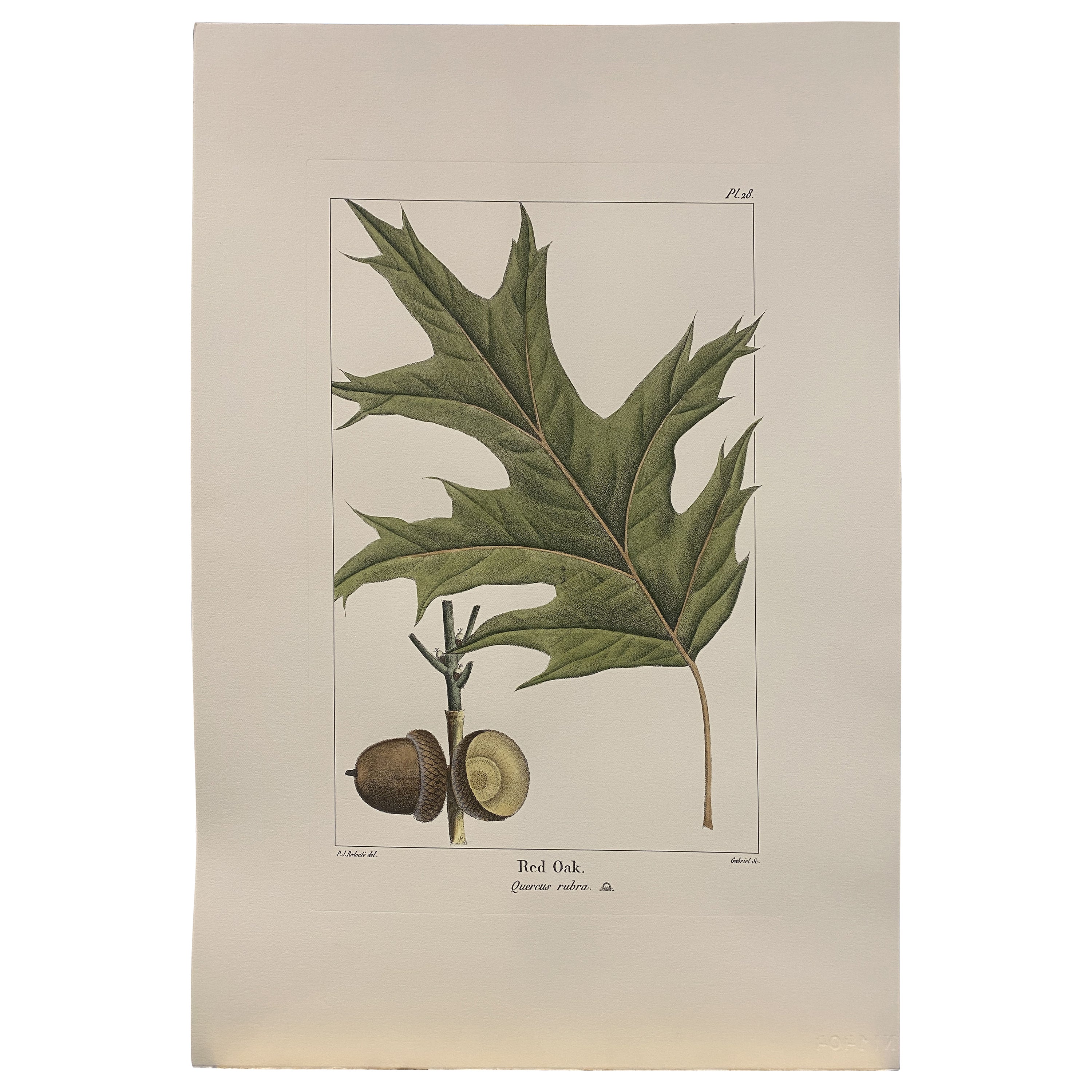 Italian Contemporary Hand Painted Botanical Print "Red Oak" 2 of 4 For Sale