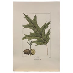Vintage Italian Contemporary Hand Painted Botanical Print "Red Oak" 2 of 4