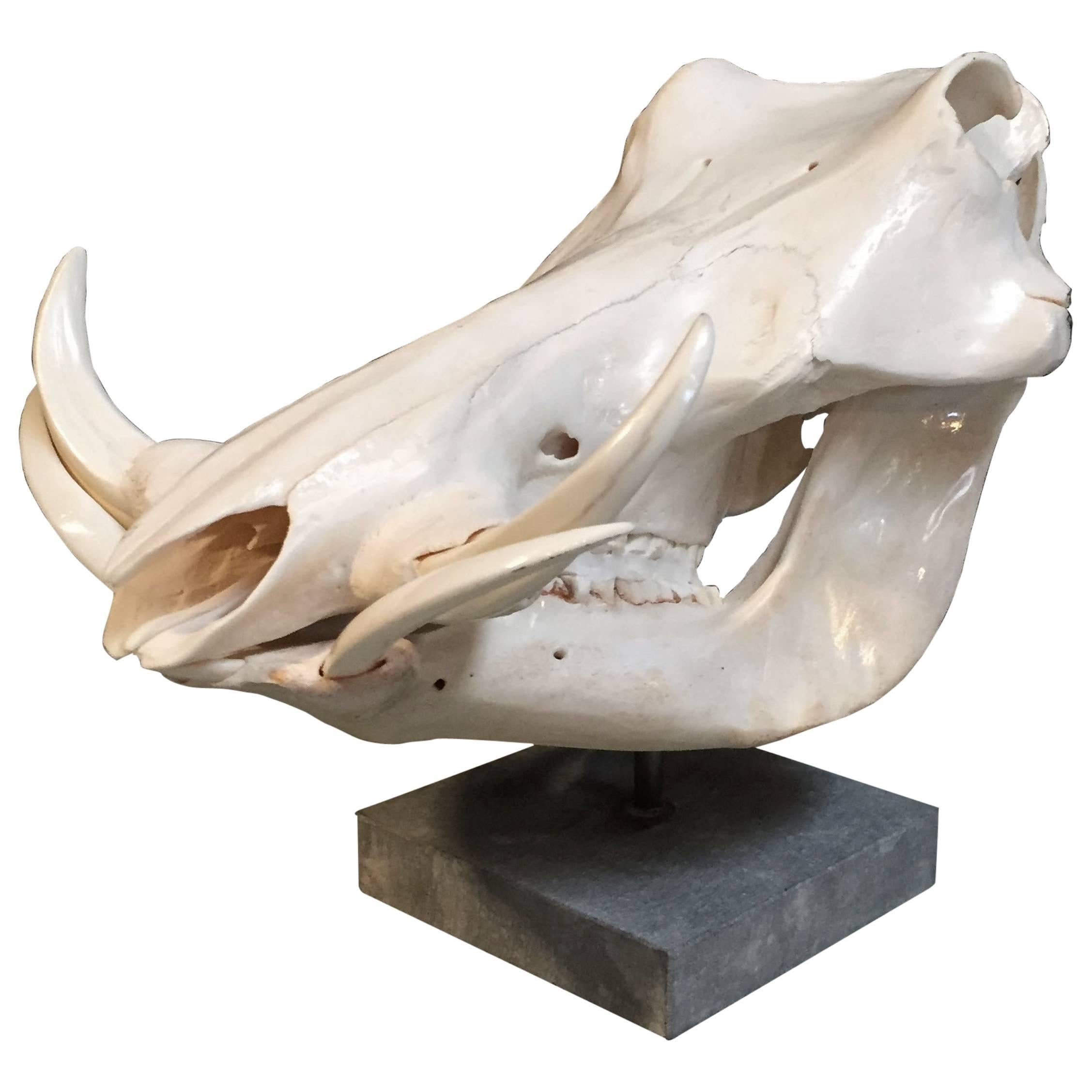Warthog Skull on a Pedestal