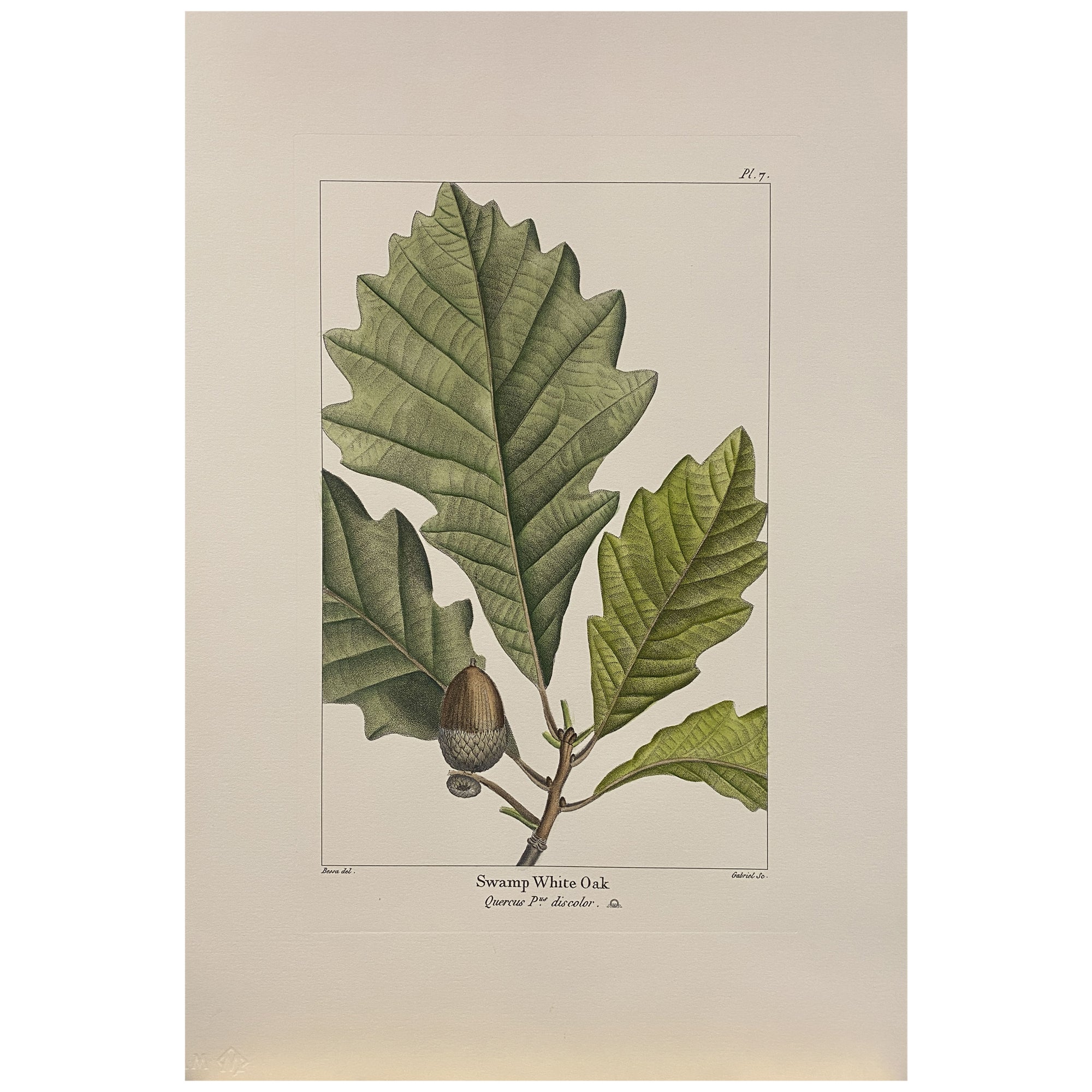 Italian Contemporary Hand Painted Botanical Print "Swamp White Oak" 3 of 4 For Sale
