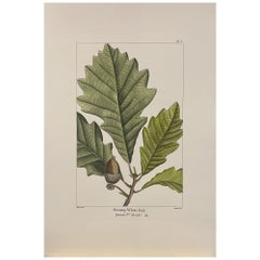 Vintage Italian Contemporary Hand Painted Botanical Print "Swamp White Oak" 3 of 4