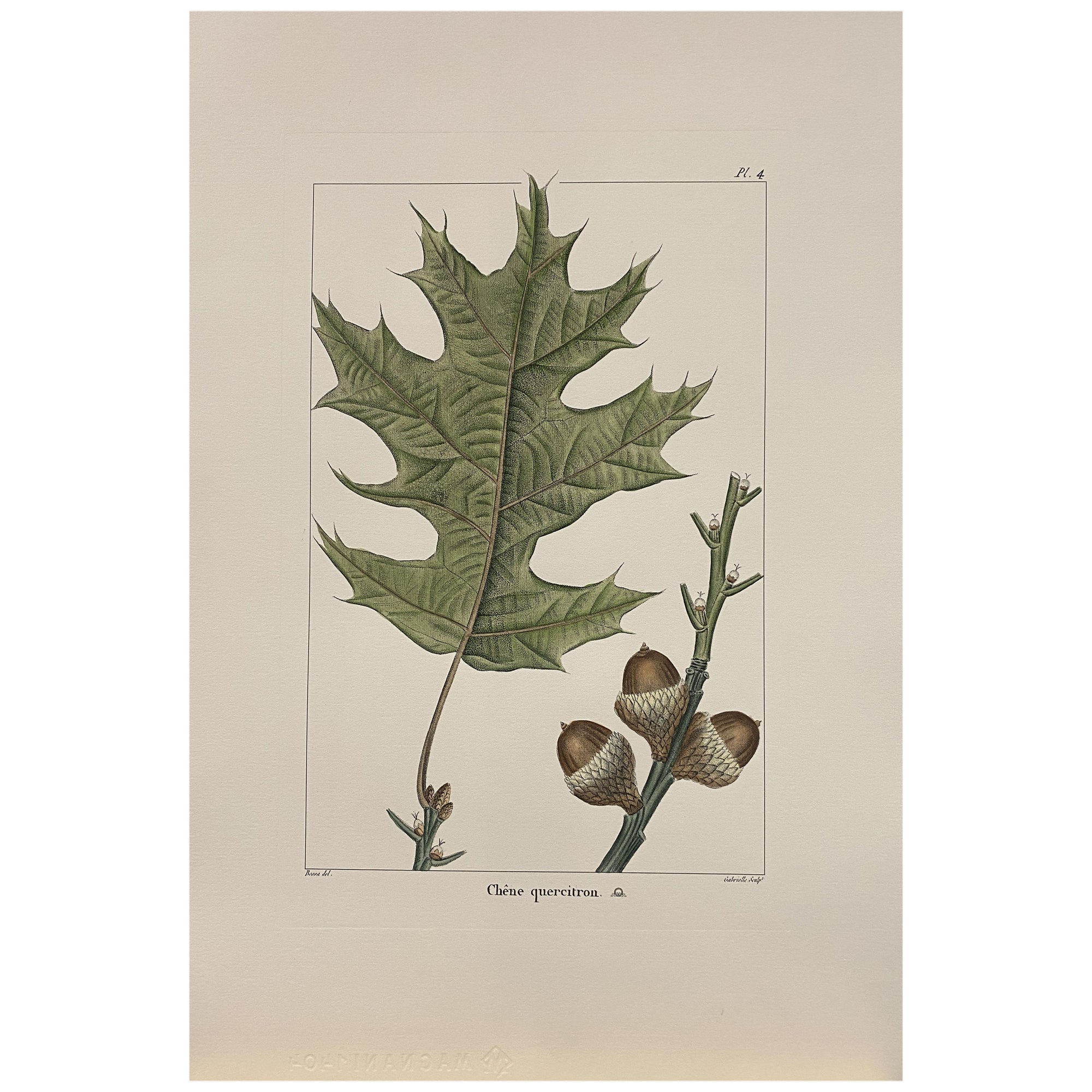 Gravure botanique italienne contemporaine peinte à la main "Chene Quercitron" 4 de 4