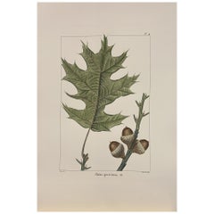 Vintage Italian Contemporary Hand Painted Botanical Print "Chene Quercitron" 4 of 4