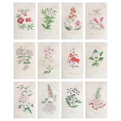 Set of 12 Original Used Botanical Prints, circa 1840