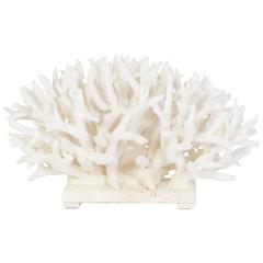 White Staghorn Coral Sculpture or Centerpiece