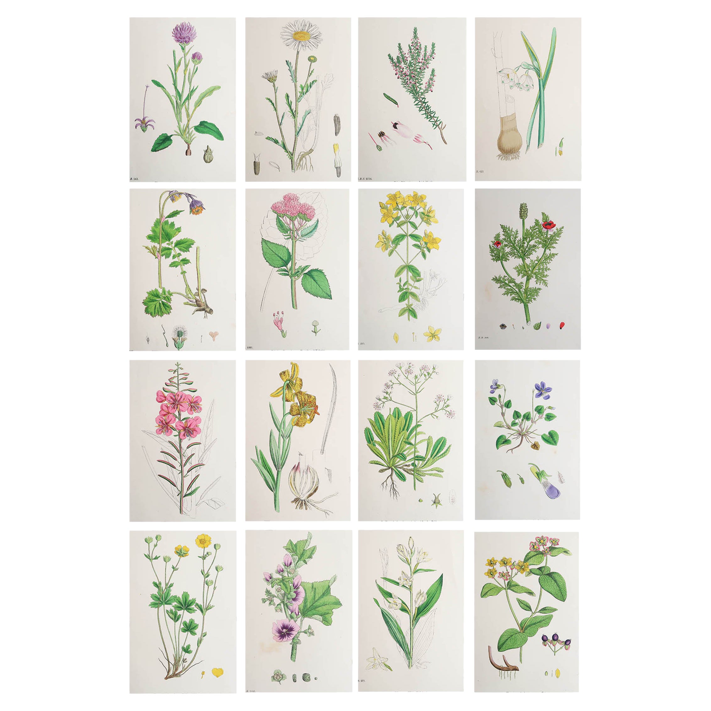 Set von 16 originalen antiken botanischen Drucken, um 1850