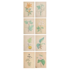 Set of 8 Original Used Prints of Fruits, circa 1850