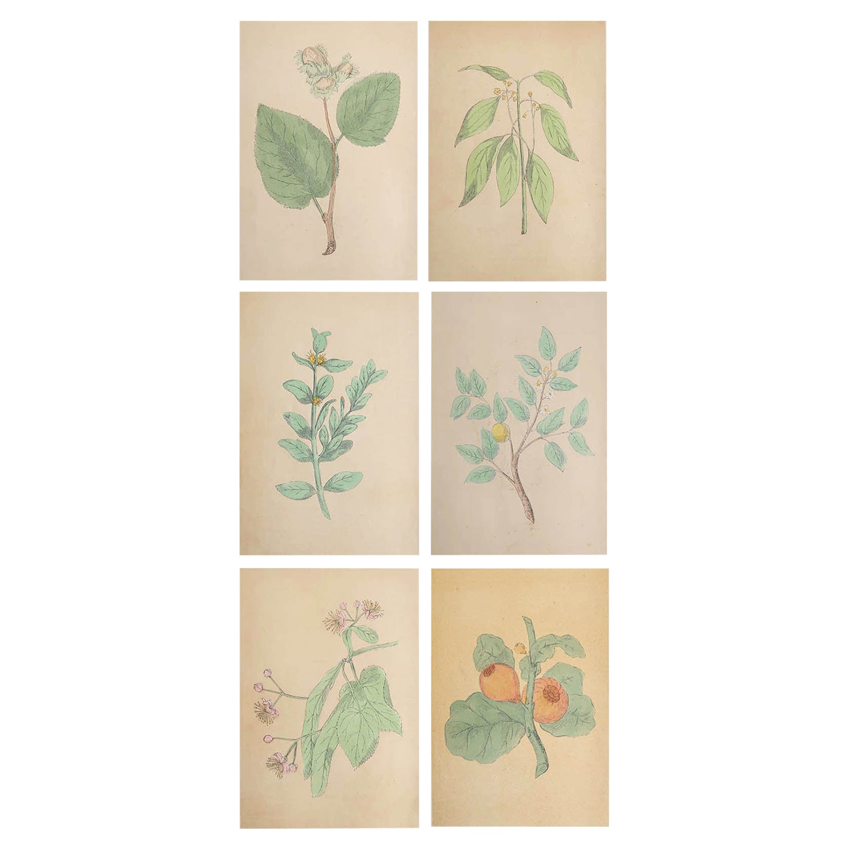 Ensemble de 6 gravures anciennes originales représentant des arbres, vers 1850