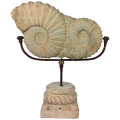 Ammonite on Stand