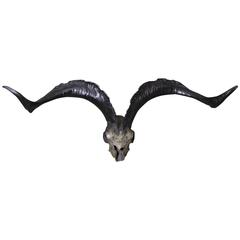 Skull of a Ram, France, circa 1900 5