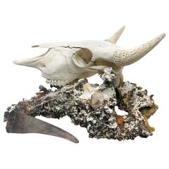 Vintage Decorated Bison Skull / Art Accessory