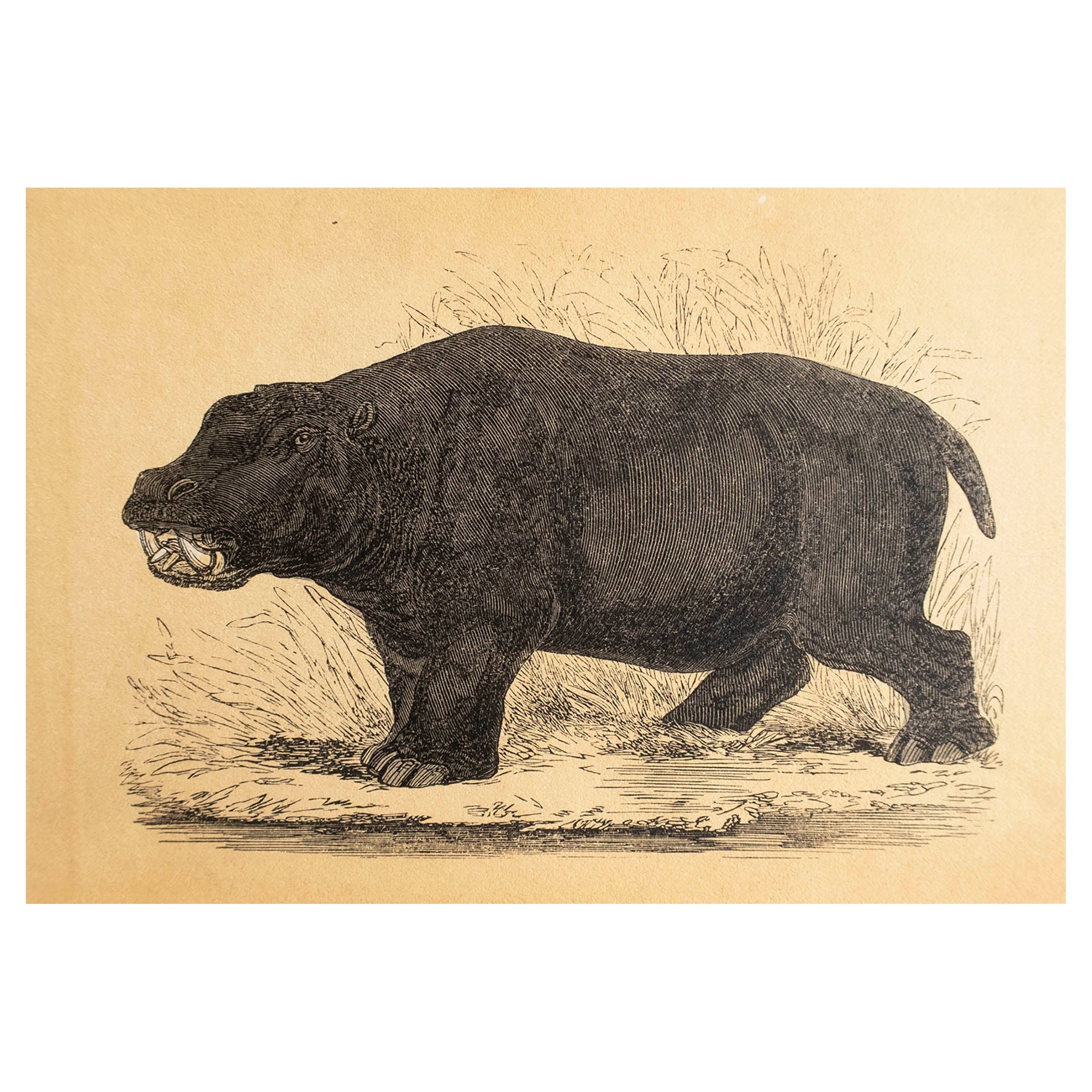  Gravure ancienne originale d'un hippopotame, vers 1850