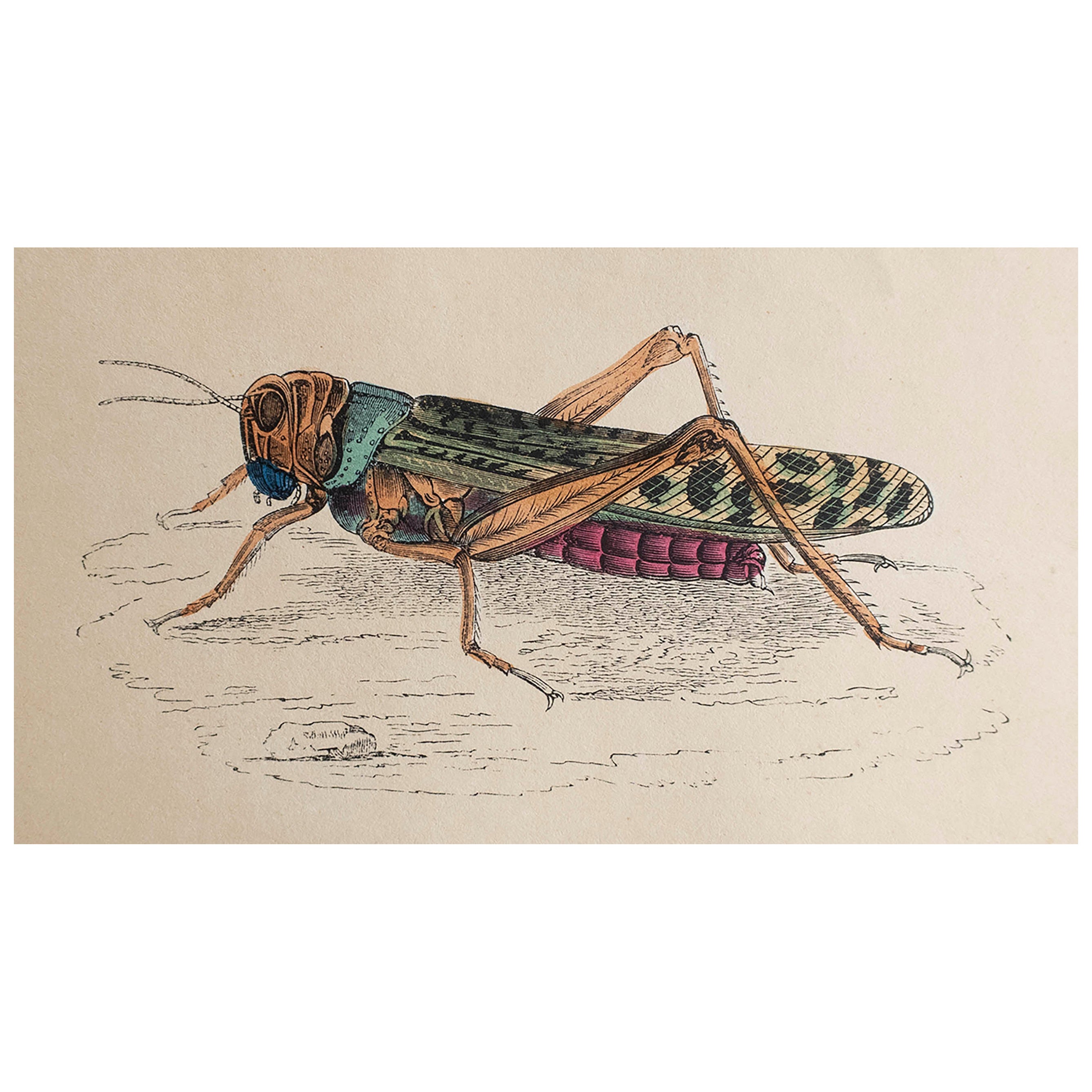  Original Antique Print of A Locust, circa 1850 For Sale
