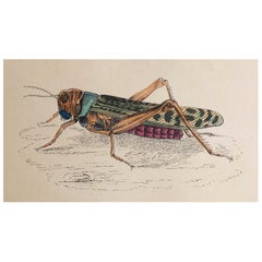  Antiker Originaldruck einer Heuschrecke, um 1850