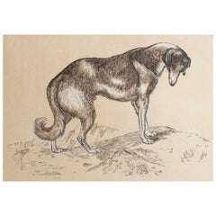  Grabado original antiguo de un galgo, hacia 1850