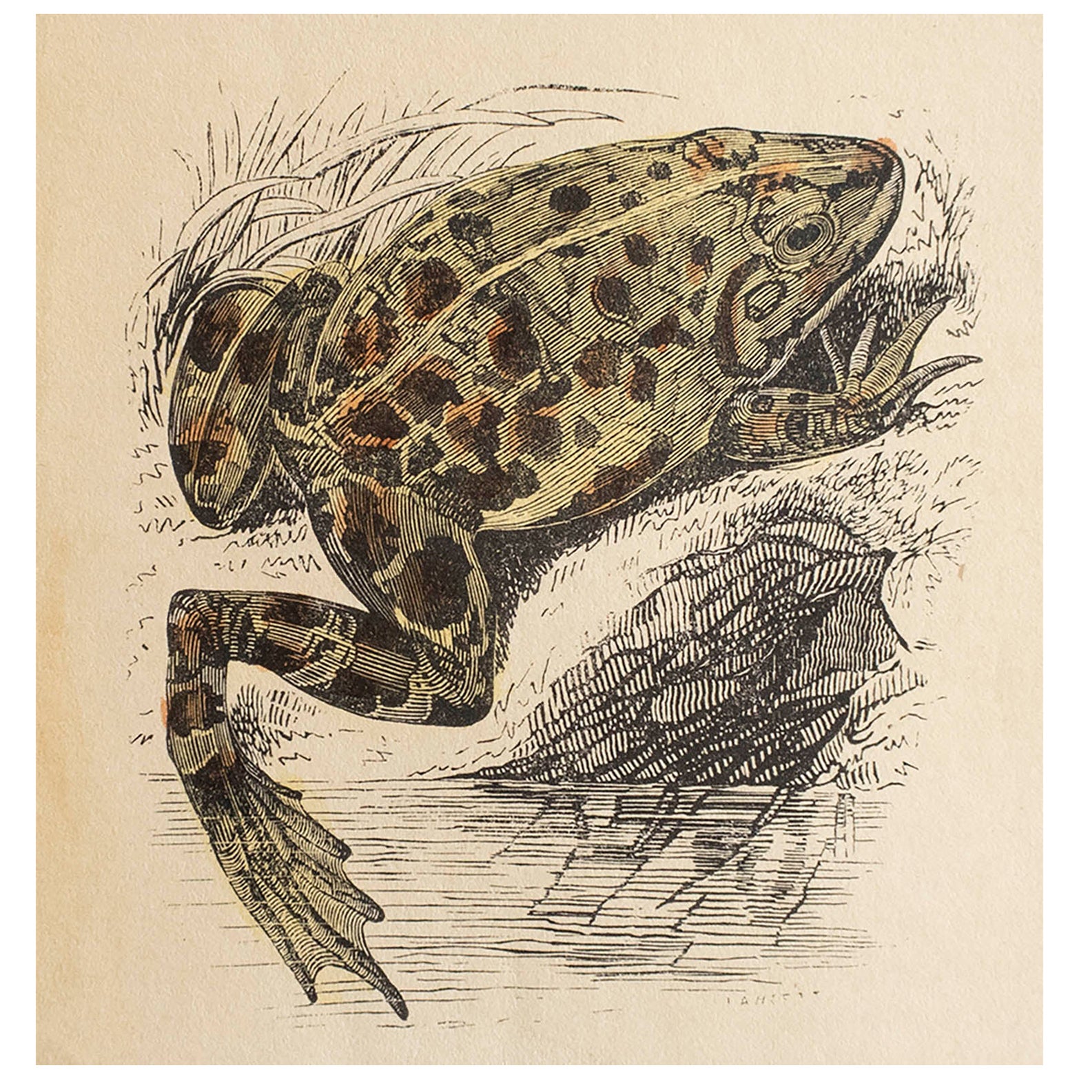  Gravure ancienne originale d'une grenouille, vers 1850