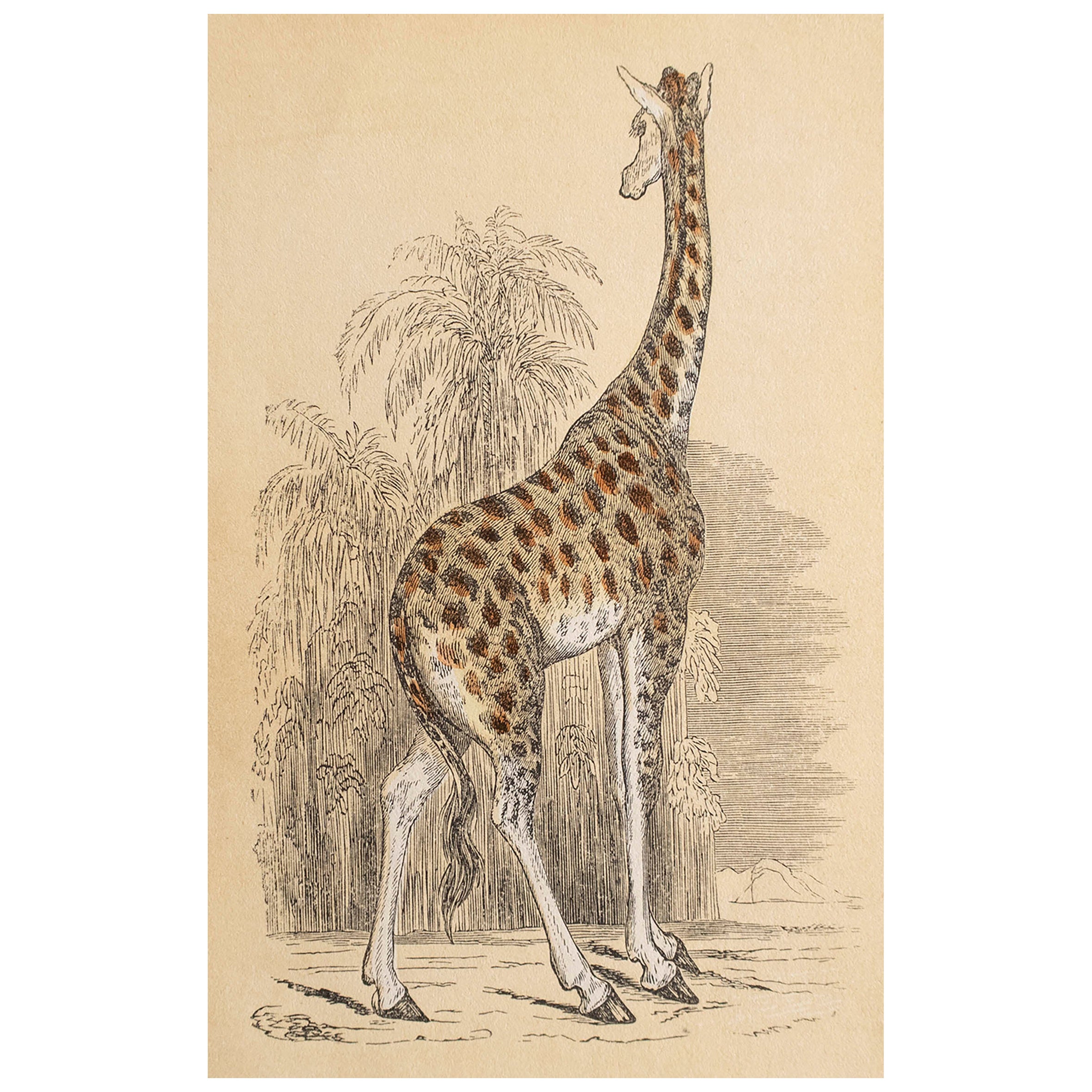  Antiker Originaldruck einer Giraffe, um 1850 im Angebot