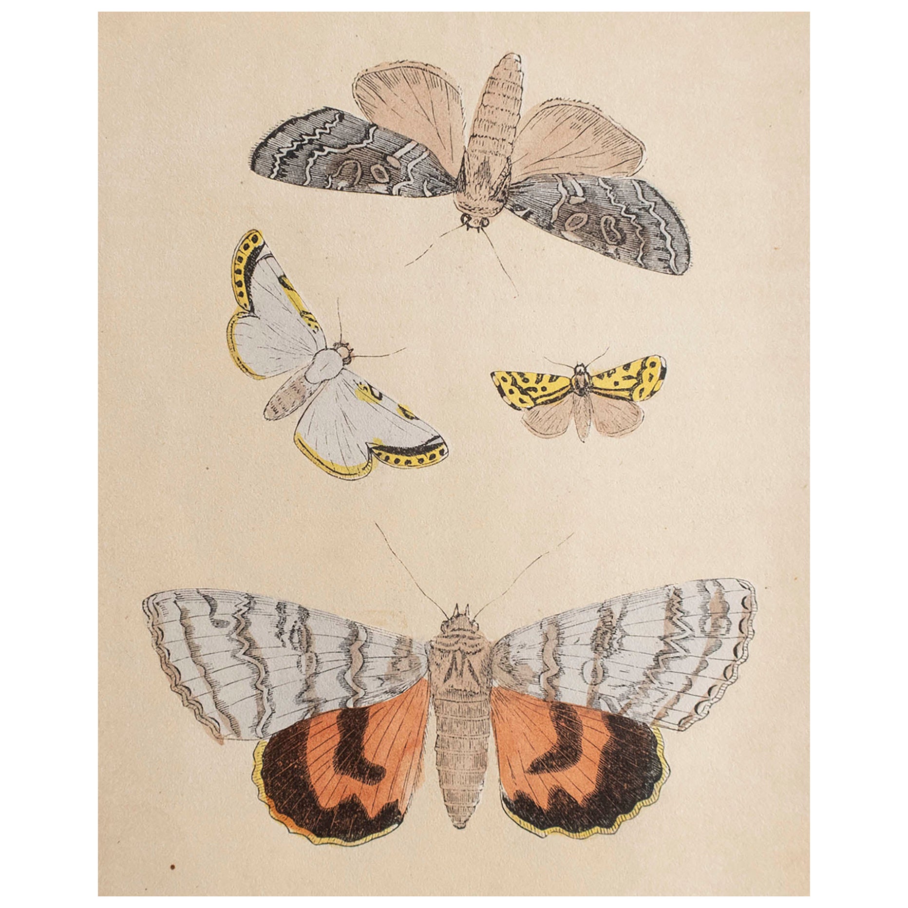  Gravure ancienne originale de papillons de nuit, vers 1850 en vente