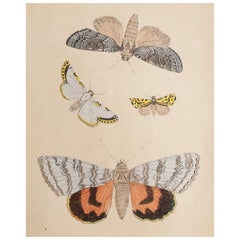  Grabado original antiguo de polillas, hacia 1850
