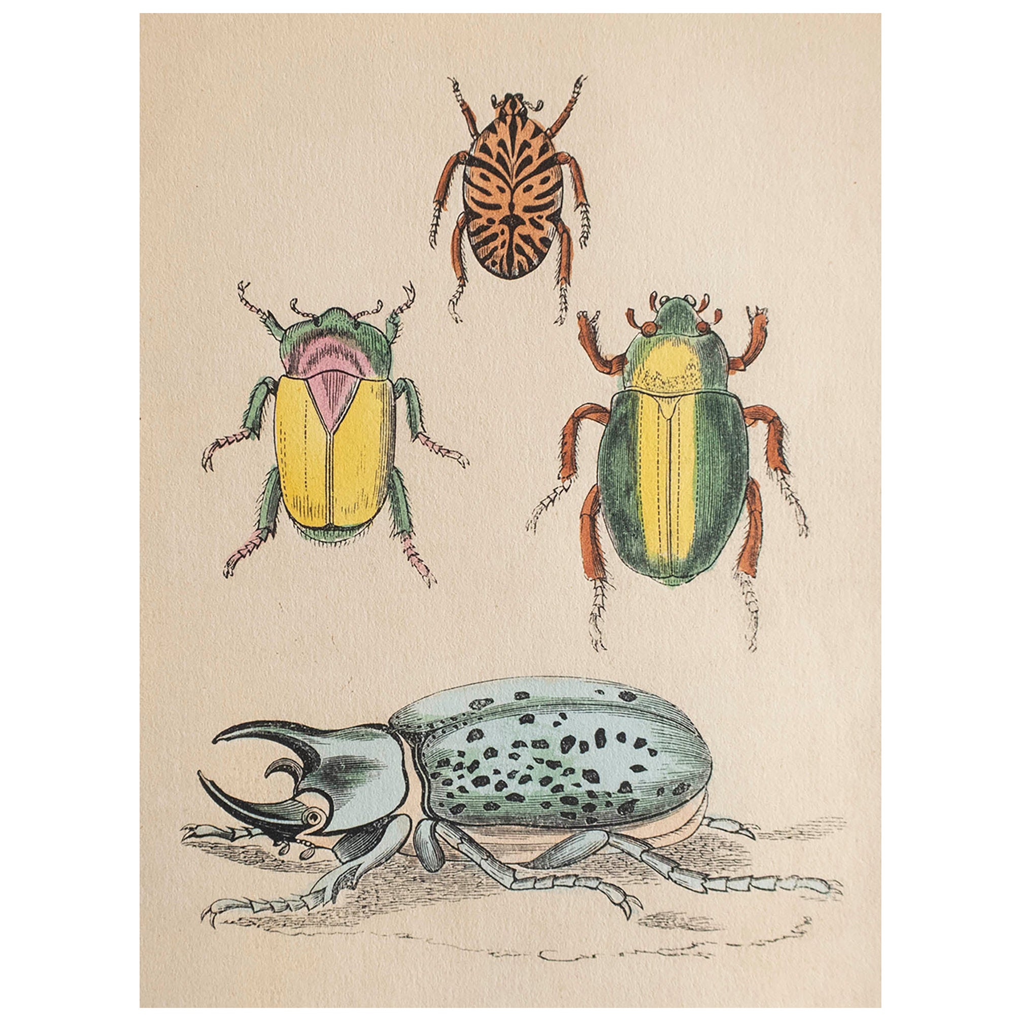  Antiker Originaldruck von Käfern, um 1850