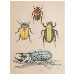  Grabado original antiguo de escarabajos, circa 1850