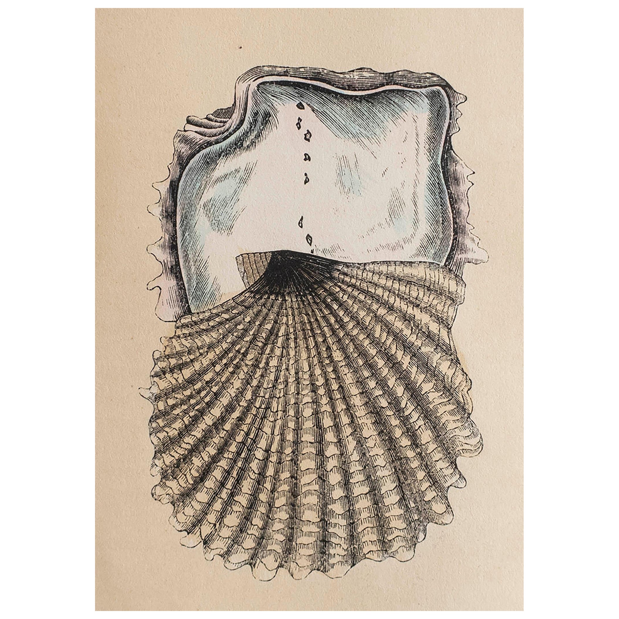  Original Antique Print of A Pearl Oyster, circa 1850 For Sale