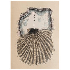  Grabado original antiguo de una ostra perlera, hacia 1850
