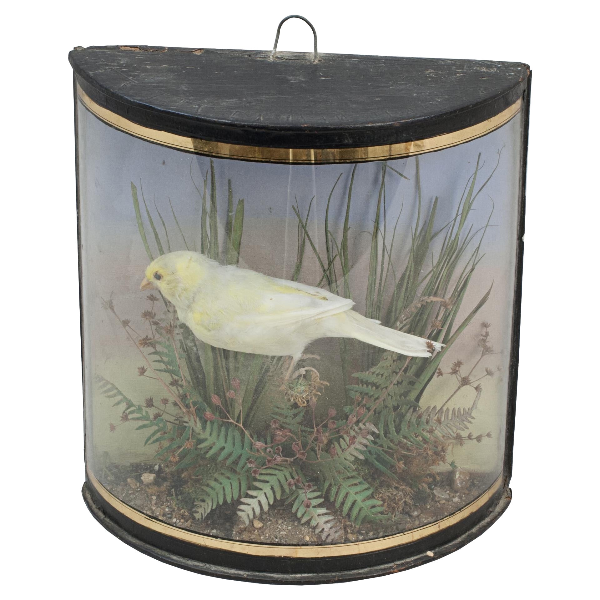 Taxidermy, Canary in Bow Glass Case For Sale