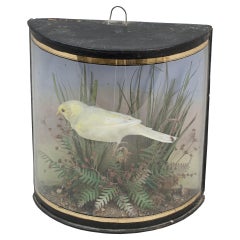 Used Taxidermy, Canary in Bow Glass Case