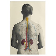 Impression médicale originale vintage - Kidneys, C.1900