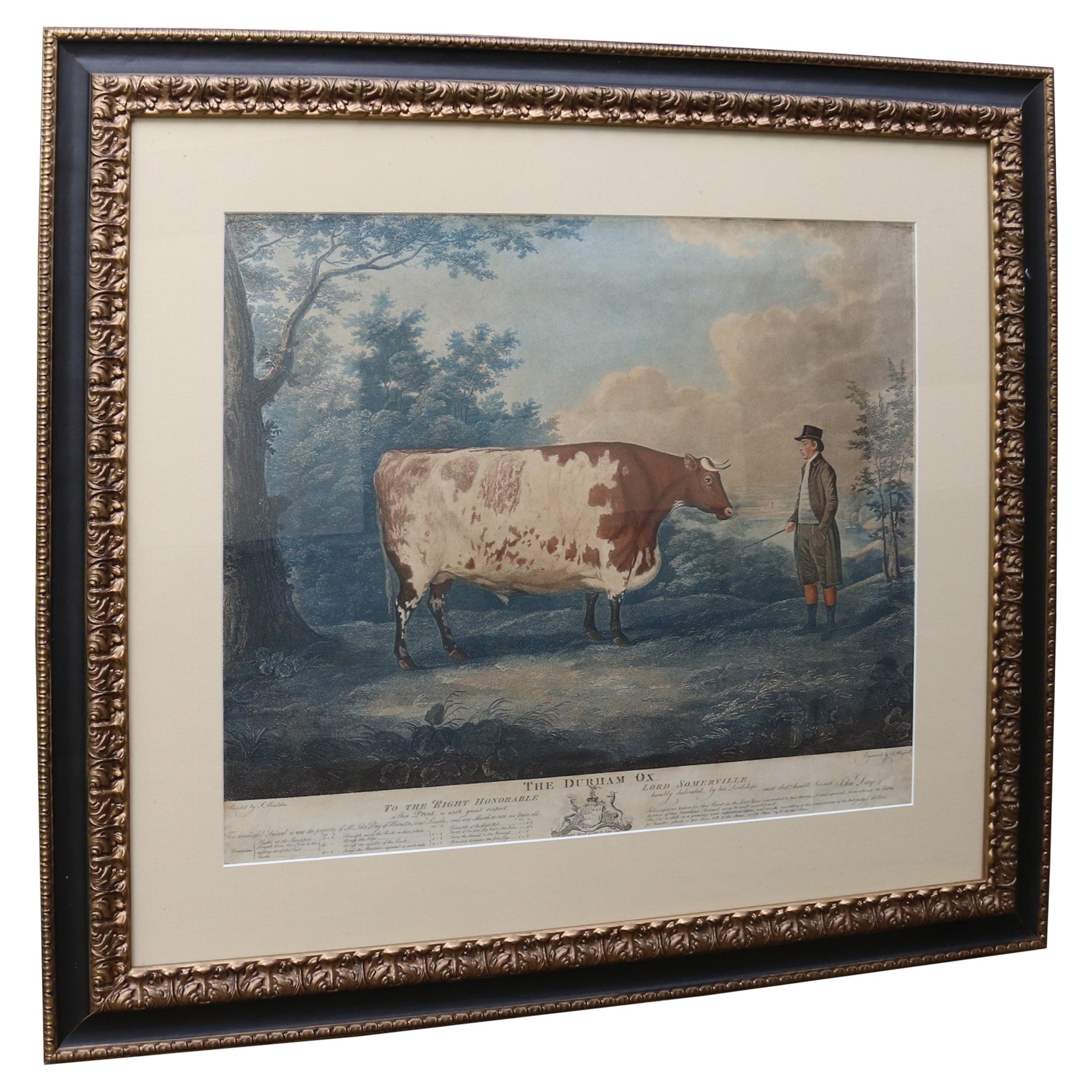 John Boultbee "The Durham Ox", hand coloured engraving dated 1802, English  For Sale