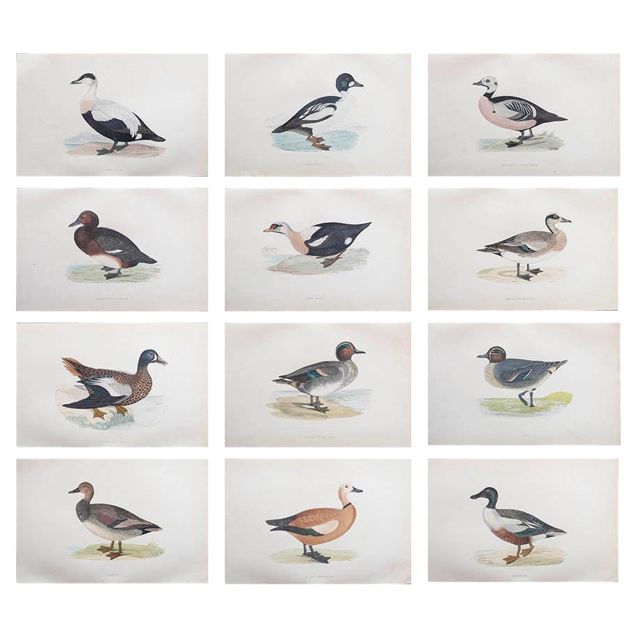 Set of 12 Original Antique Prints of Ducks After Francis Lydon, C.1880 For Sale