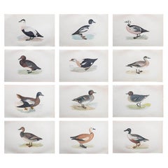 Ensemble de 12 estampes anciennes originales de canards d'après Francis Lydon, vers 1880