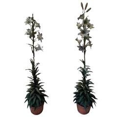 Towle Lily Topiaries