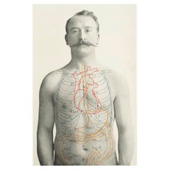 Impression médicale originale vintage, Stomach, datant d'environ 1900